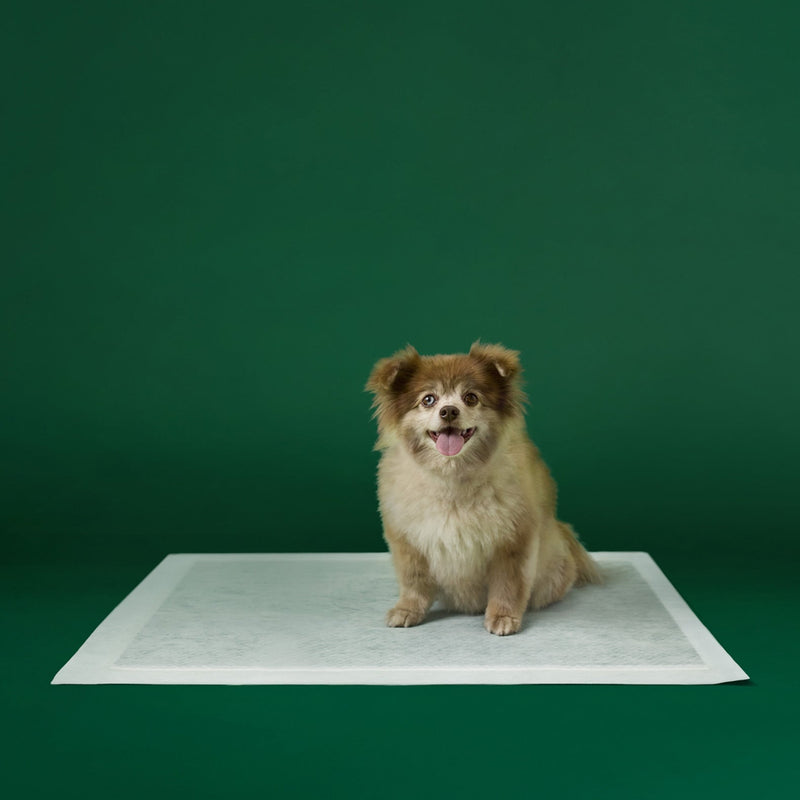 Disposable Dog Pee Pads with AbsorbShield+ Technology T5